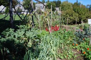 One of Mount Desert Elementary's three raised gardens, which produce vegetables such as kale, beets, tomatoes and leeks for school lunches.