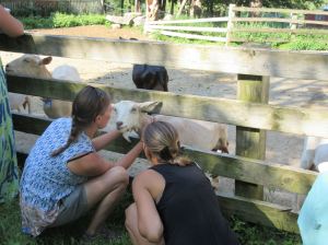 Teachers enjoy the dairy goats at York Hill Farm in New Sharon