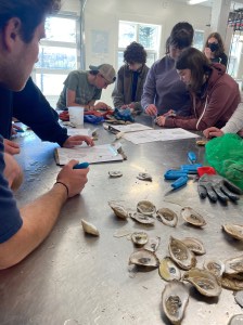 High school students sit at a metal table covered in oyster shells, paper, clipboards, pens and plastic gloves. Some students are inspecting the oysters while others write on their clipboards. 