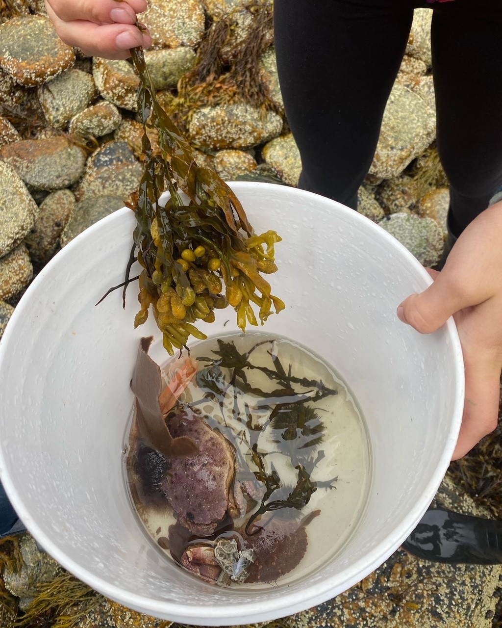 bucket of sea life