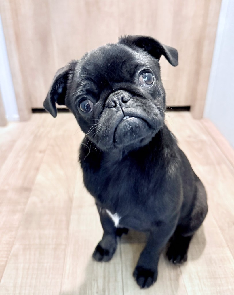 Murph the service pug