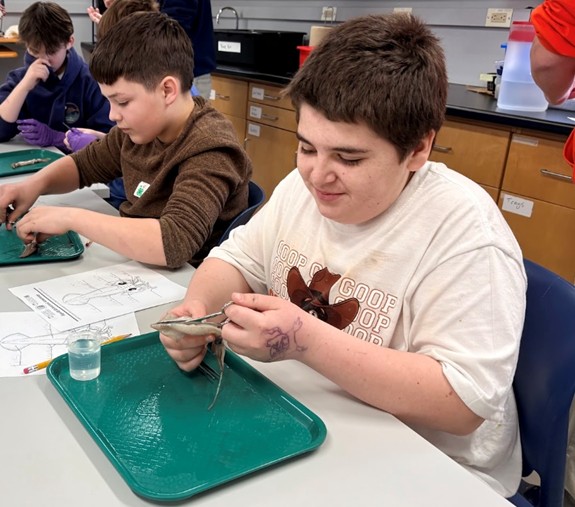 Innovations Academy students Vinny Arruda and Eli Infinger dissect squid at the UMaine 4-H Camp and Learning Center. 